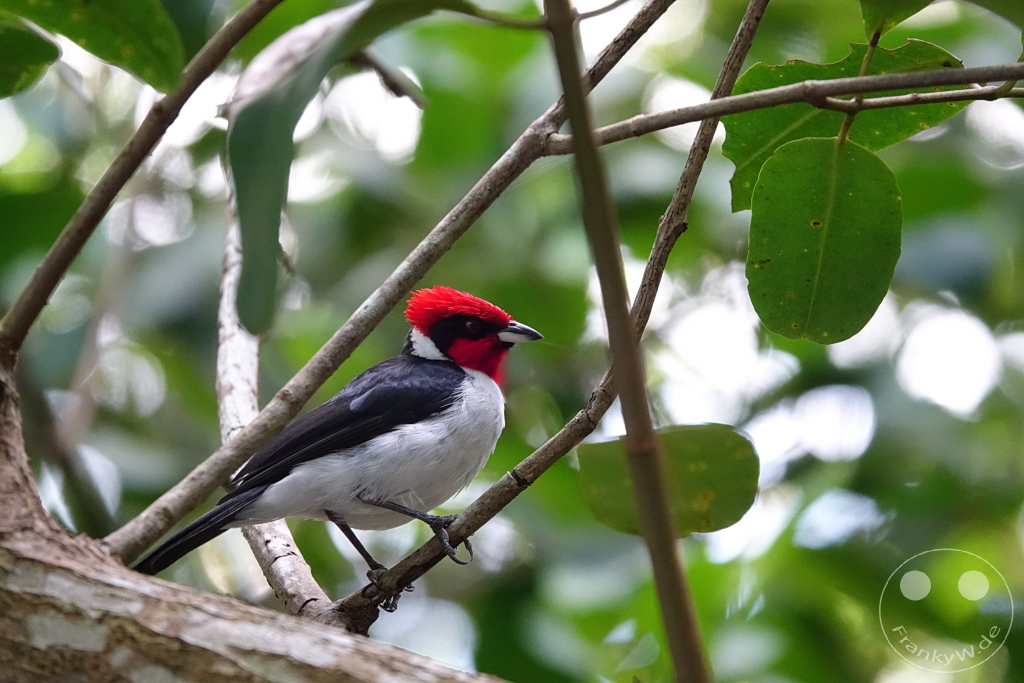 Trinidad - Caroni Bird Sanctuary - masked cardinal (Paroaria nigrogenis)