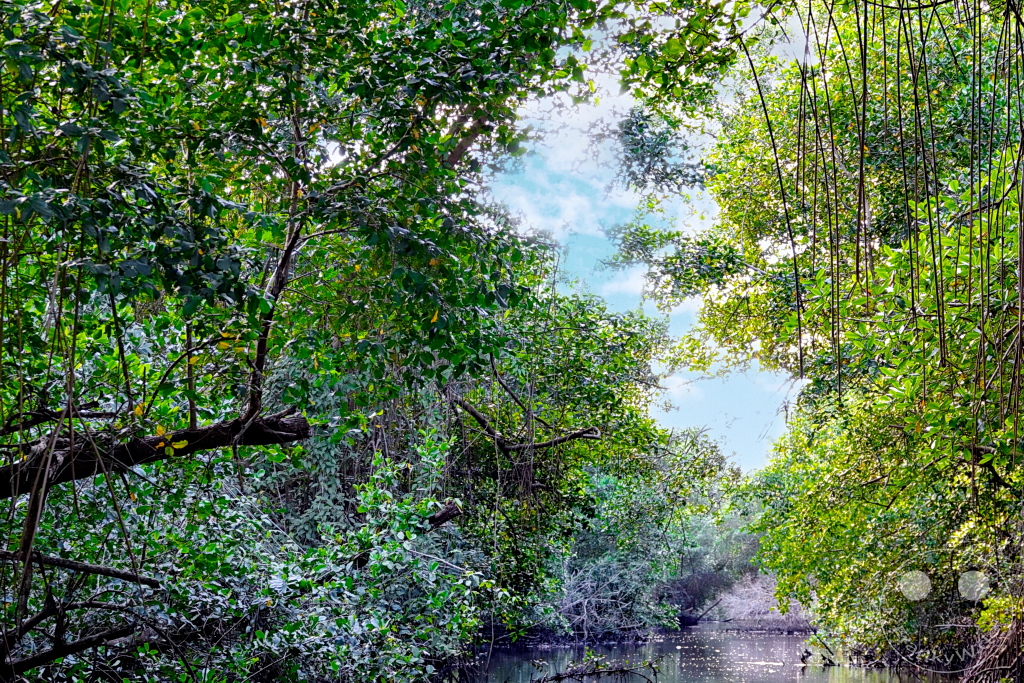 Trinidad - Caroni Bird Sanctuary - mangrove forest