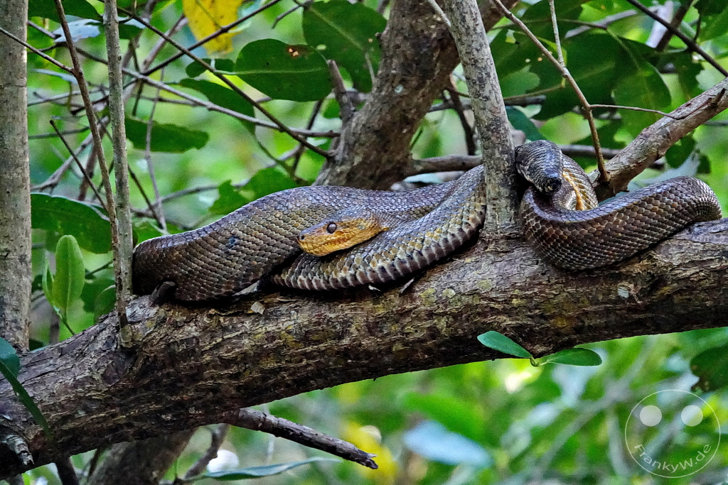 Trinidad - Caroni Bird Sanctuary - Corallus ruschenbergerii - Trinidad tree boa