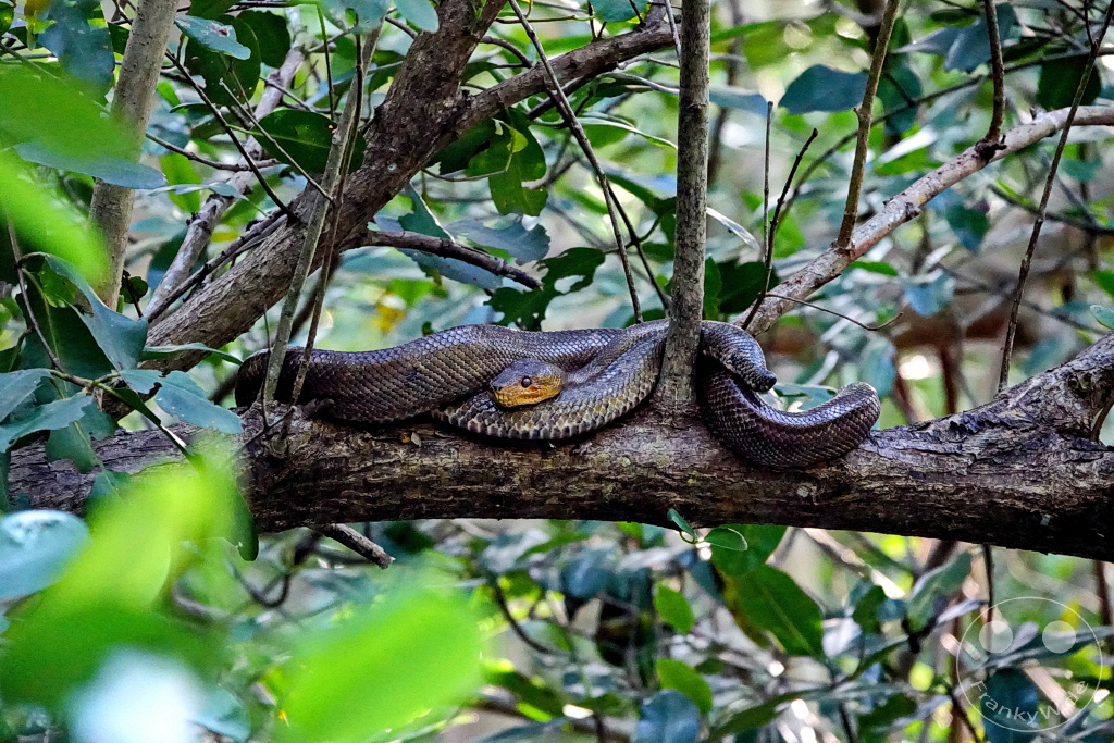 Trinidad - Caroni Bird Sanctuary - Corallus ruschenbergerii - Trinidad tree boa