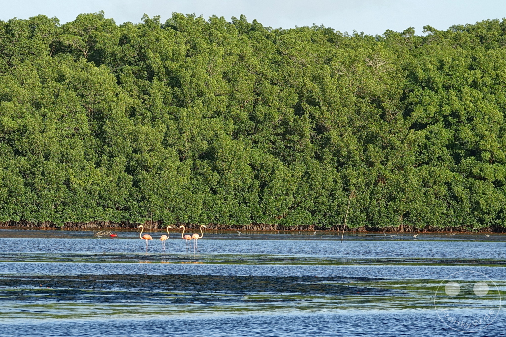 Trinidad - Caroni Bird Sanctuary - Flamingos
