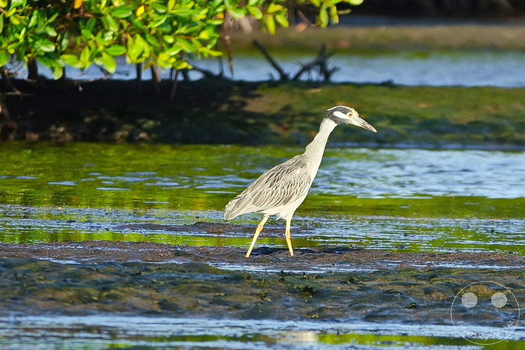 Trinidad - Caroni Bird Sanctuary - Crab Heron
