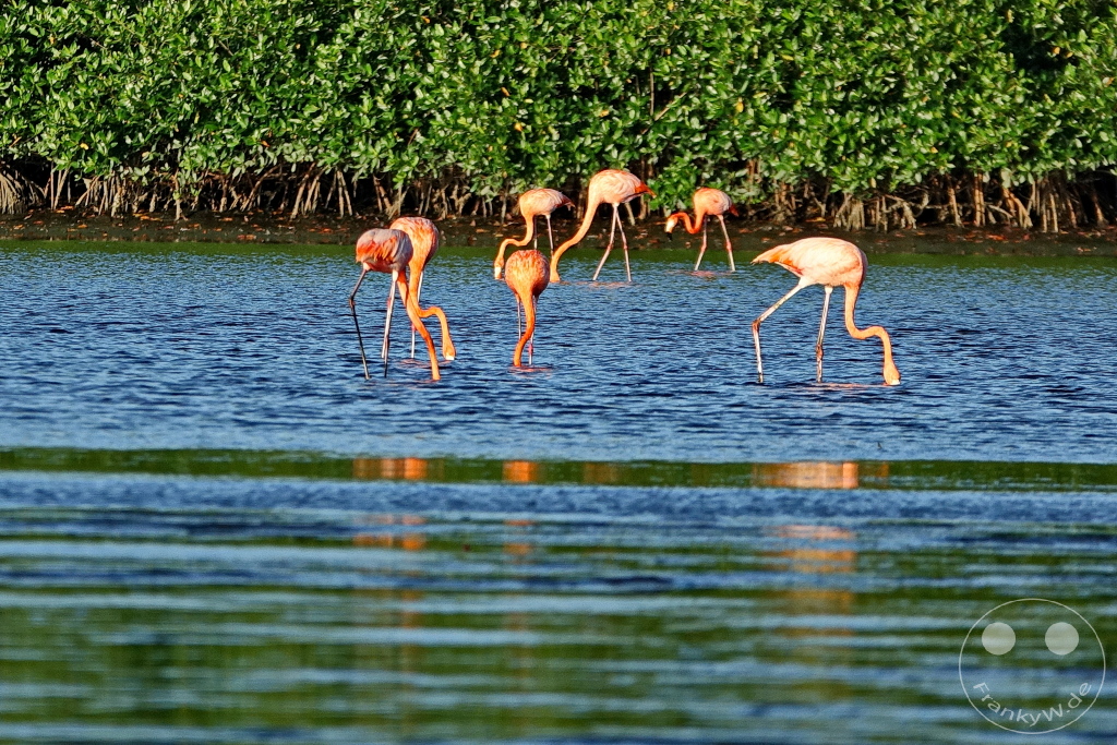 Trinidad - Caroni Bird Sanctuary - Flamingos