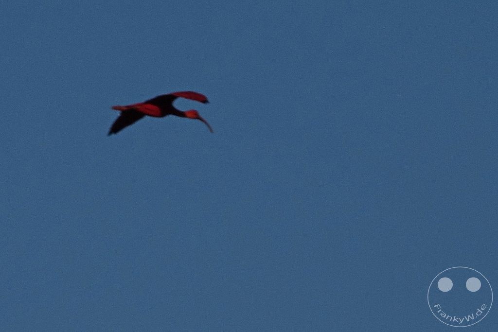 Trinidad - Caroni Bird Sanctuary - Red Ibis
