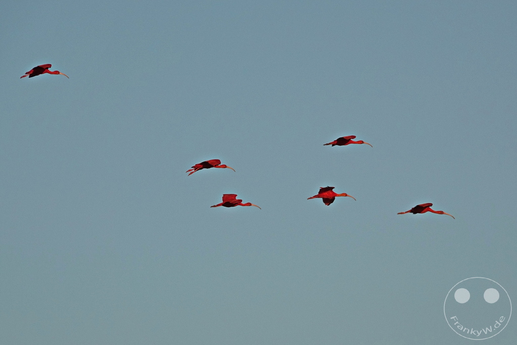 Trinidad - Caroni Bird Sanctuary - Red ibis swarm