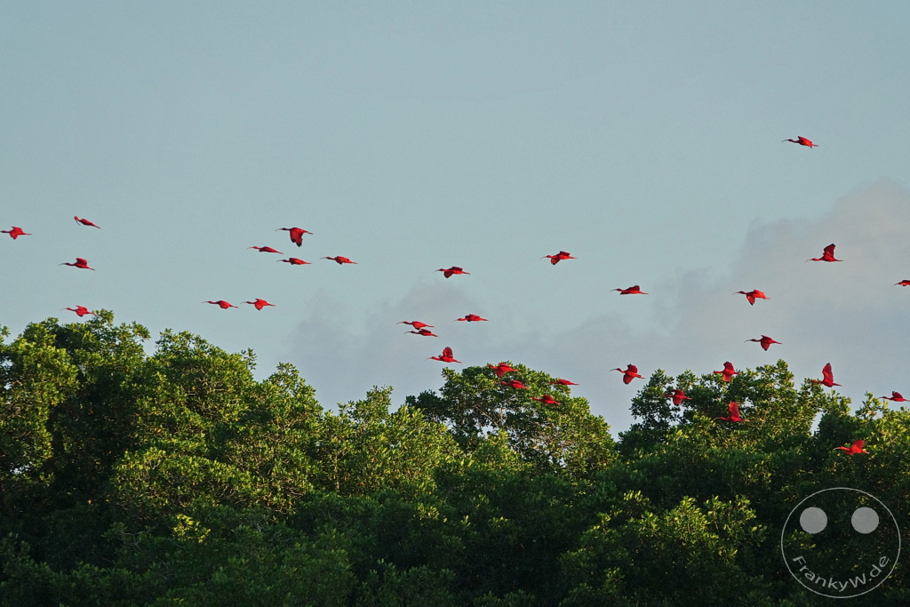 Trinidad - Caroni Bird Sanctuary - Red ibis swarm