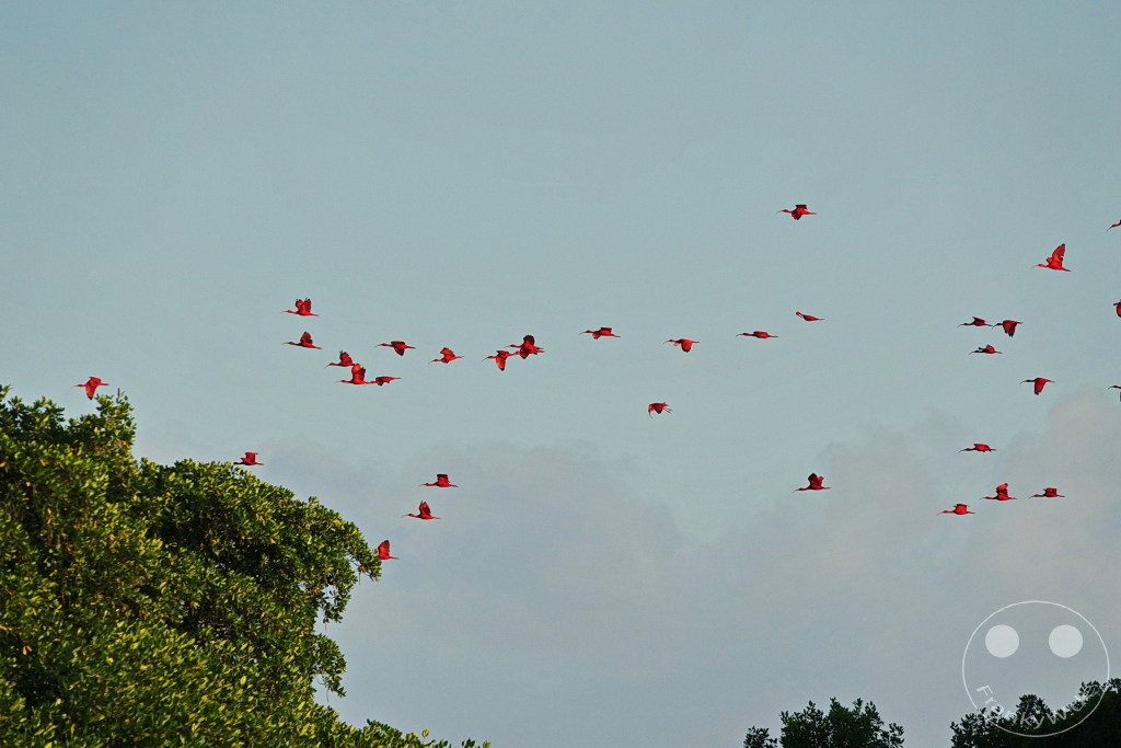 Trinidad - Caroni Bird Sanctuary - Red ibis swarm