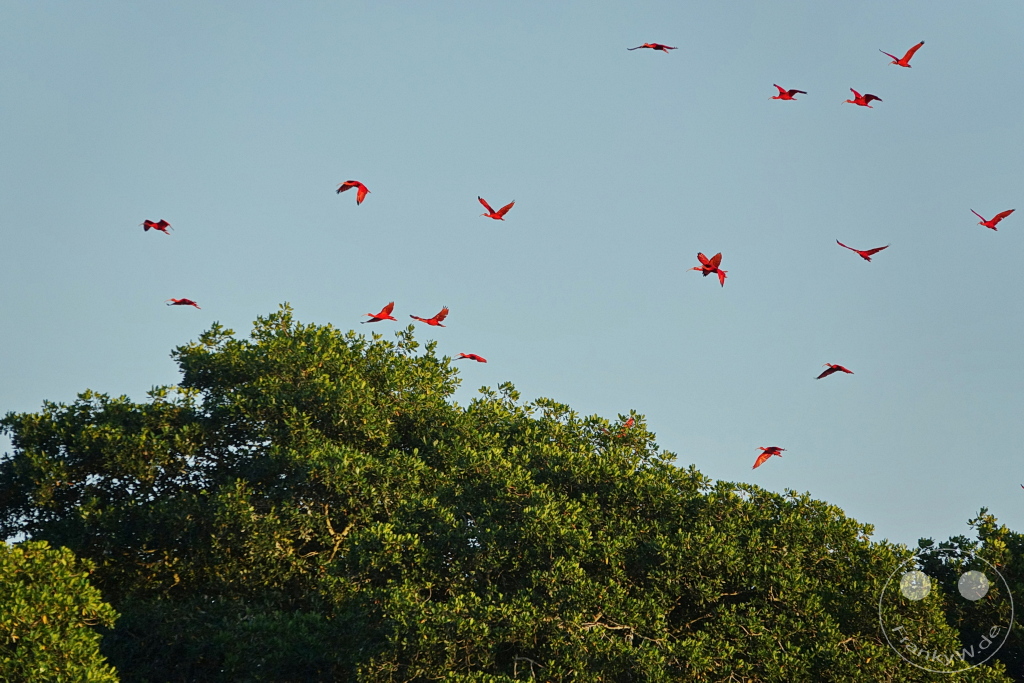 Trinidad - Caroni Bird Sanctuary - Red ibis swarm