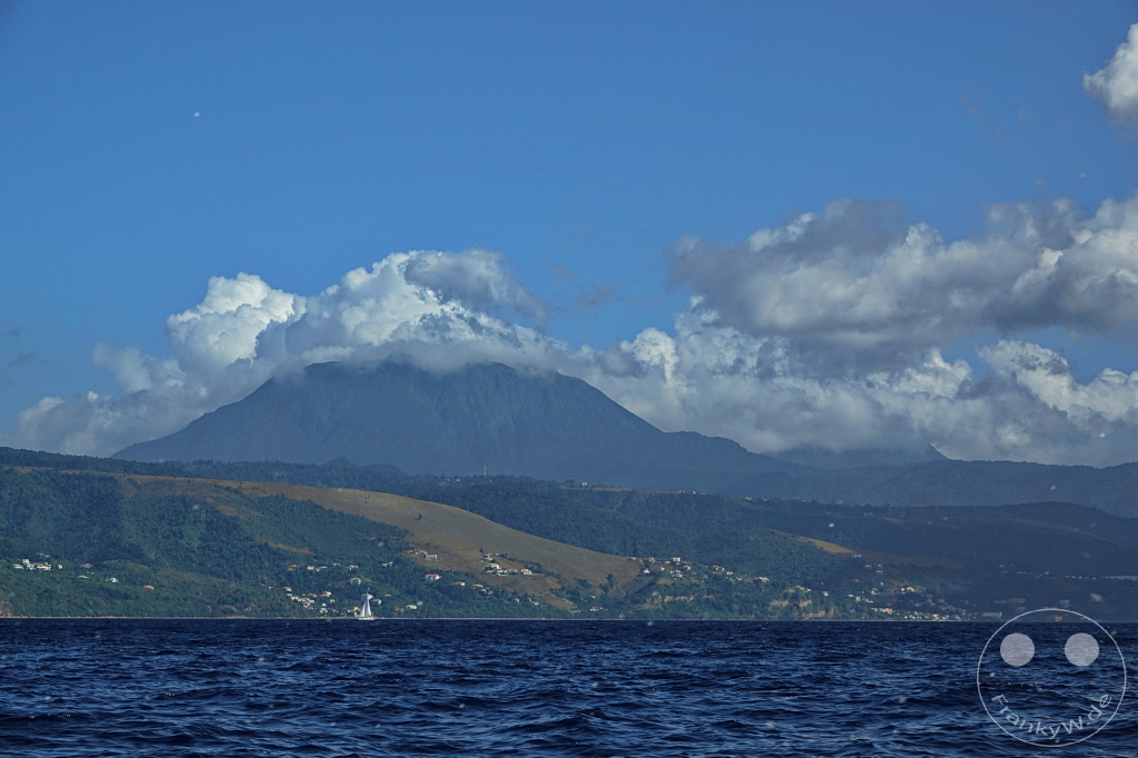Dominica - Whale watching