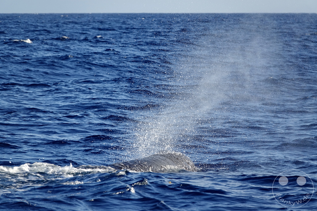 Dominica - Whale watching