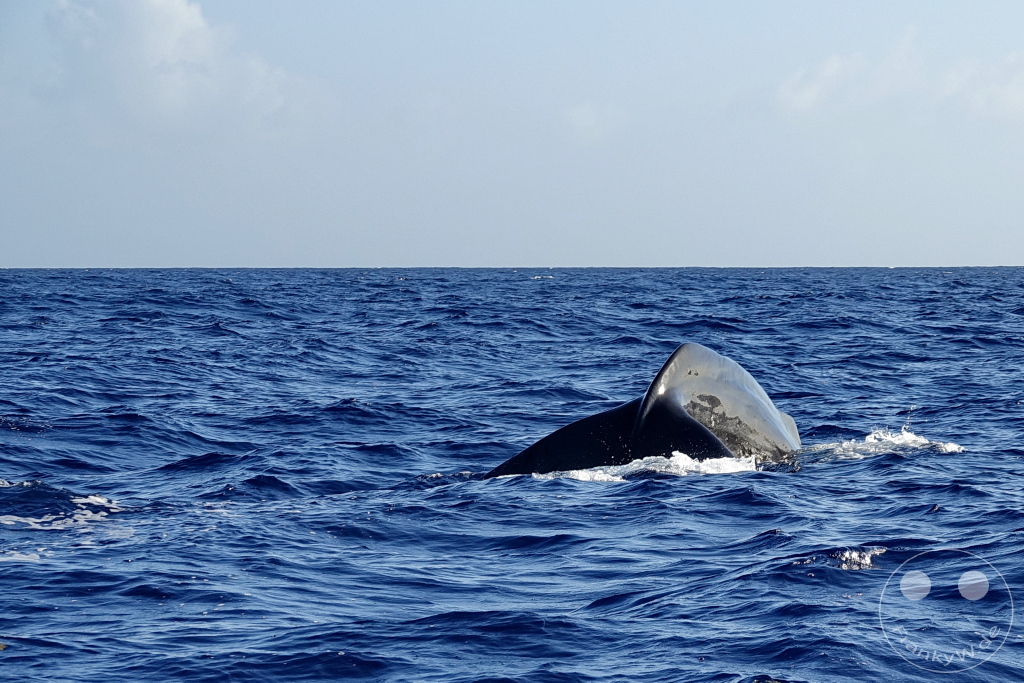 Dominica - Whale watching