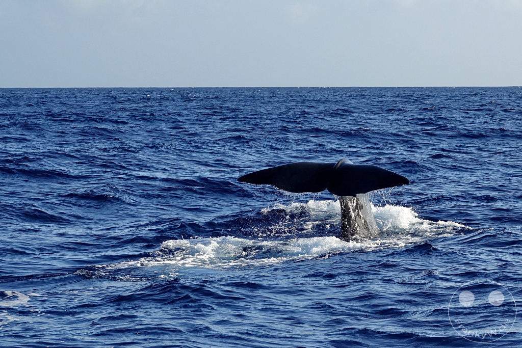 Dominica - Whale watching