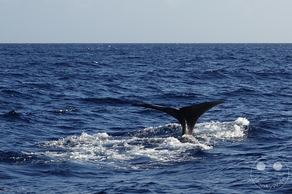 Dominica - Whale watching