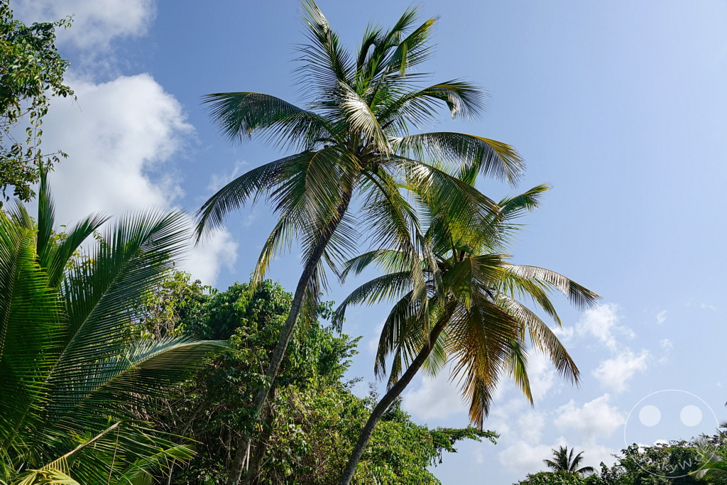 Dominica - Indian River
