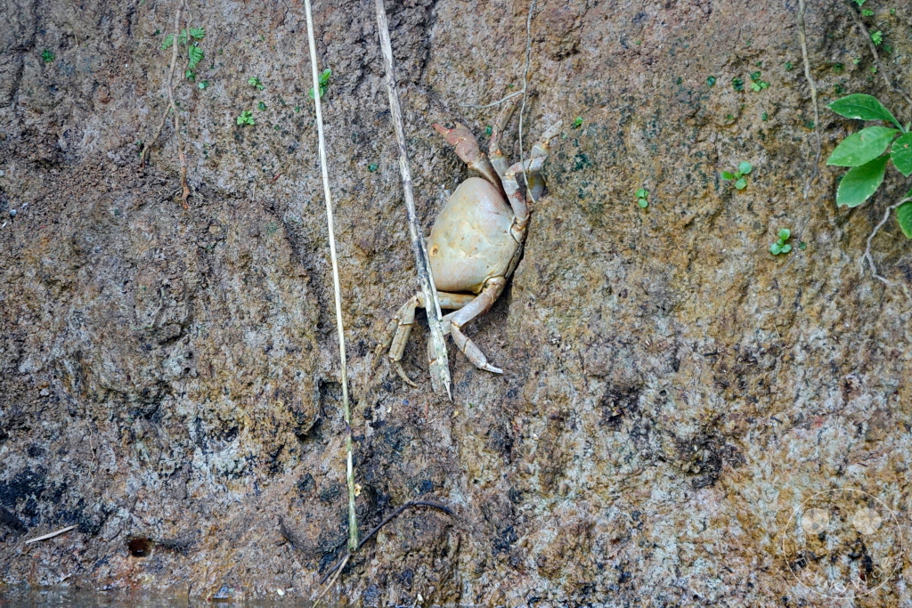 Dominica - Indian River - Crab