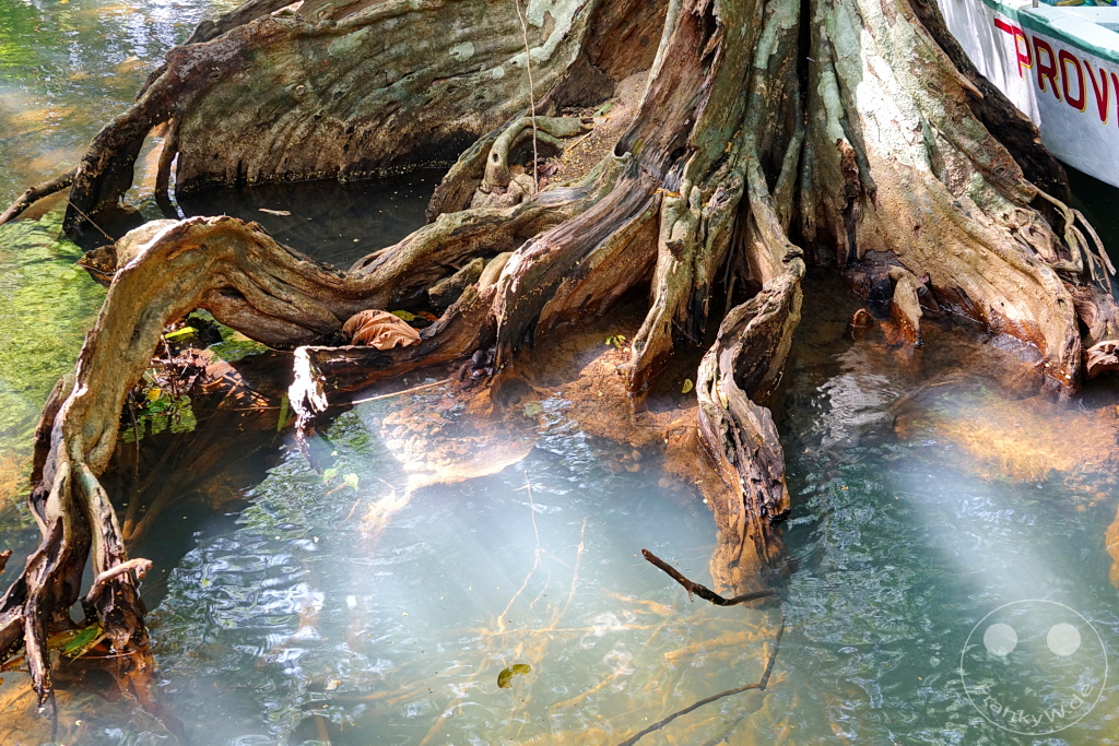 Dominica - Indian River