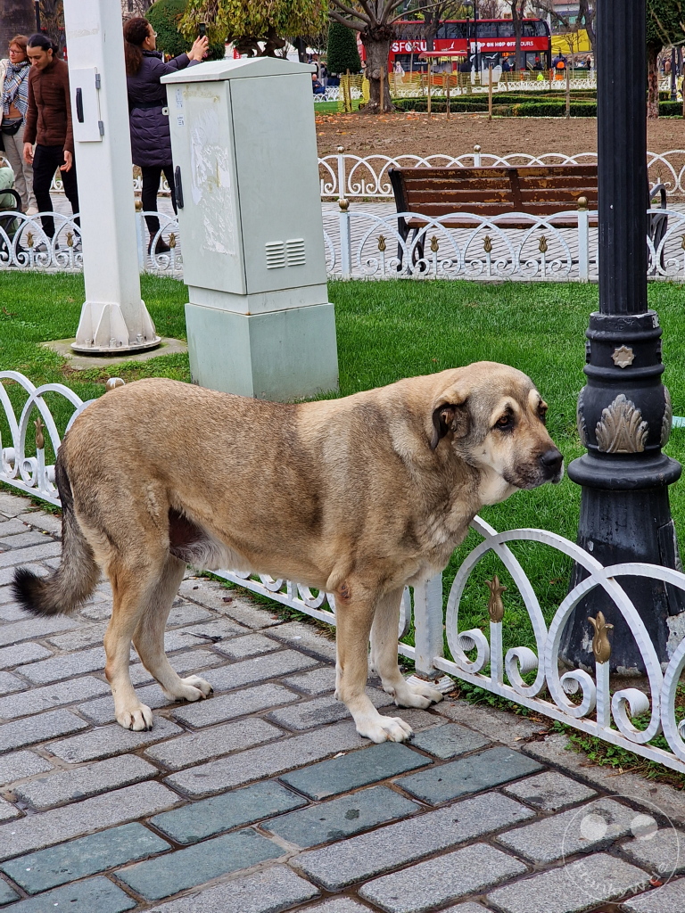 Turkey - Istanbul - friendly street dog
