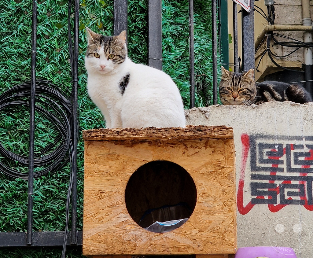 Turkey - Istanbul - Cat House