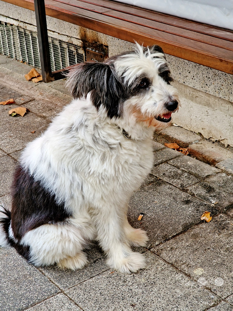 Turkey - Istanbul - Kadıköy - Moda - friendly stray dog