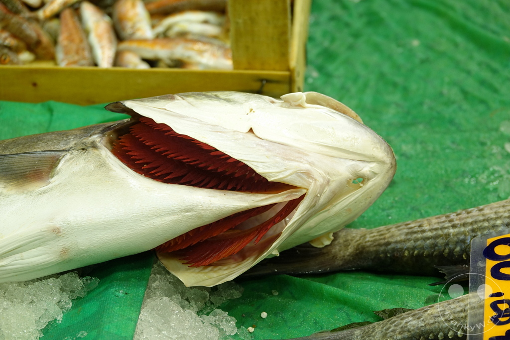 Turkey - Istanbul - Kadıköy - fish market