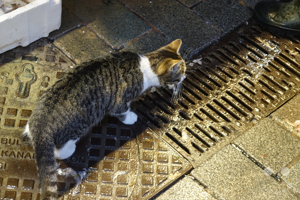 Turkey - Istanbul - Kadıköy - street cat