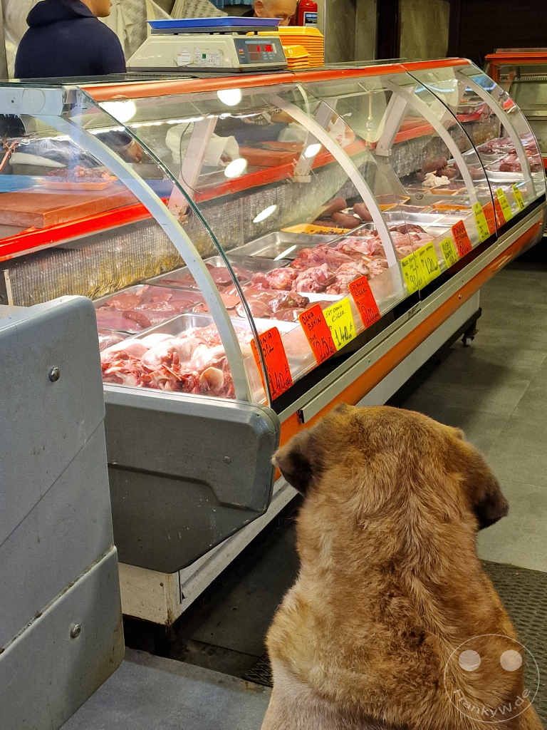 Turkey - Istanbul - Butcher's shop - Street dog waiting for a piece of meat