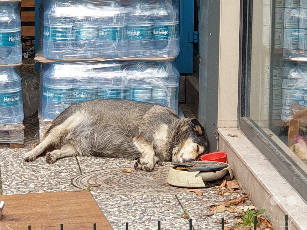 Turkey - Istanbul - Kadıköy - Streetdog