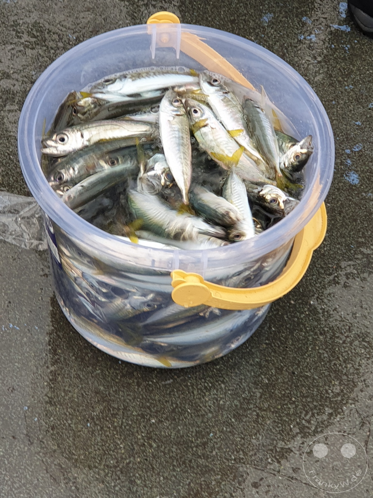 Turkey - Istanbul - Anglers on the Galata Bridge - Fish
