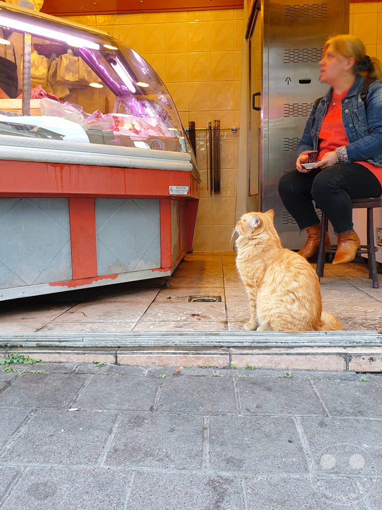 Turkey - Istanbul - Cat waiting for its food