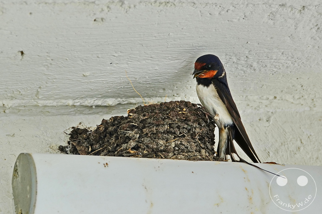 Litauen - Kurische Nehrung - Öffentlicher Strand von Preila - Ostsee - Schwalben