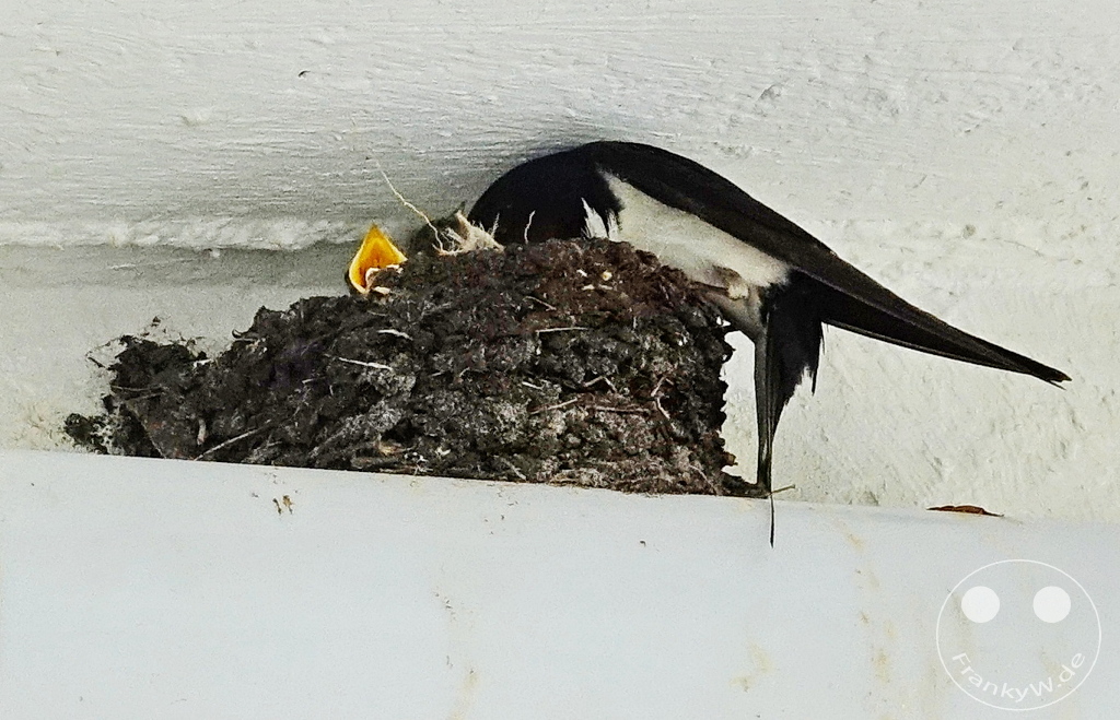 Litauen - Kurische Nehrung - Öffentlicher Strand von Preila - Ostsee - Schwalben