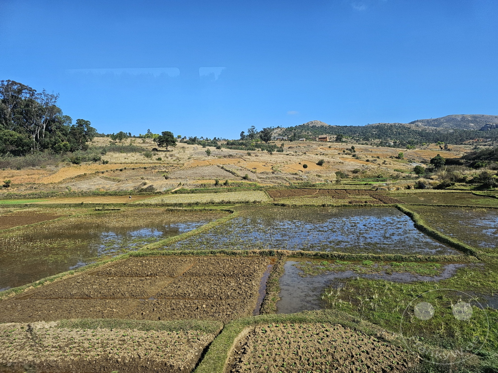Madagaskar - Ambanitsena - Reisfelder
