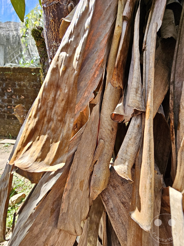 Madagaskar - Anjiro - Réserve Peyrieras - Reptilienpark - Uroplatus lineatus -Gestreifter Blattgecko