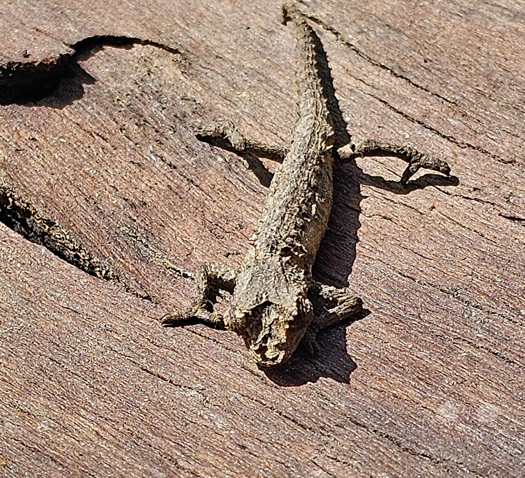 Madagaskar - Anjiro - Réserve Peyrieras - Reptilienpark - kleines Chamäleon auf einem Stück Rinde