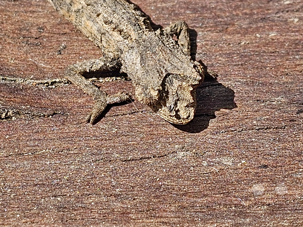 Madagaskar - Anjiro - Réserve Peyrieras - Reptilienpark - kleines Chamäleon auf einem Stück Rinde