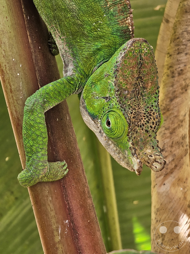 Madagaskar - Anjiro - Réserve Peyrieras - Reptilienpark - Chamäleon - Calumma globifer