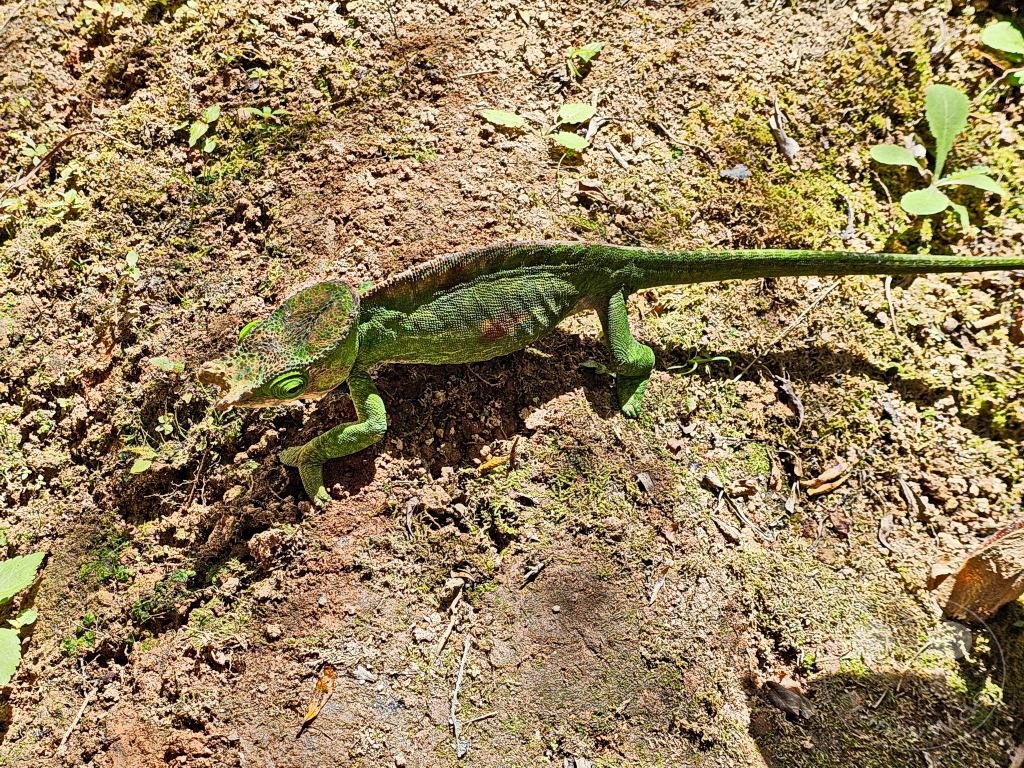 Madagaskar - Anjiro - Réserve Peyrieras - Reptilienpark - Chamäleon - Calumma globifer