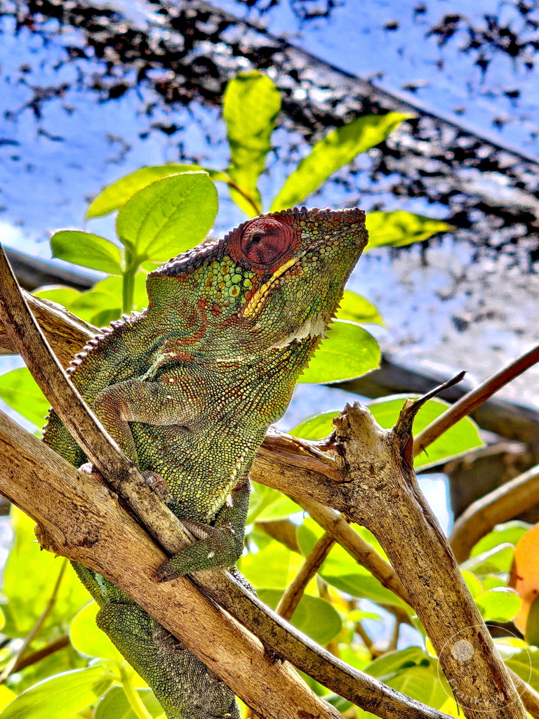 Madagaskar - Anjiro - Réserve Peyrieras - Reptilienpark - Pantherchamäleon