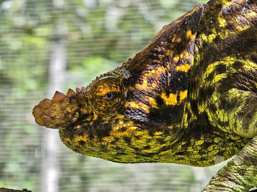 Madagaskar - Anjiro - Réserve Peyrieras - Reptilienpark - Chamäleon - Calumma parsonii parsonii