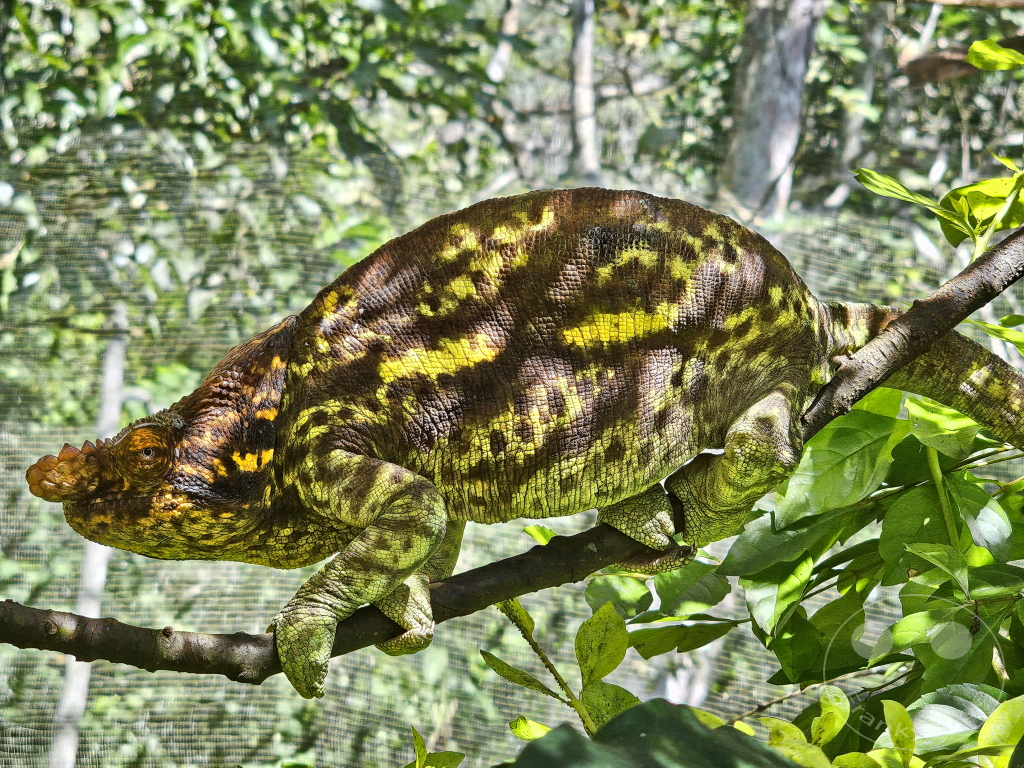 Madagaskar - Anjiro - Réserve Peyrieras - Reptilienpark - Chamäleon - Calumma parsonii parsonii