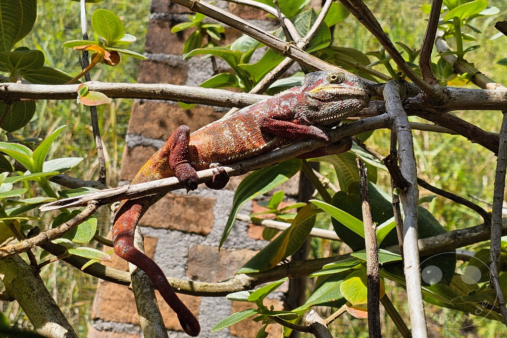 Madagaskar - Anjiro - Réserve Peyrieras - Reptilienpark - Pantherchamäleon