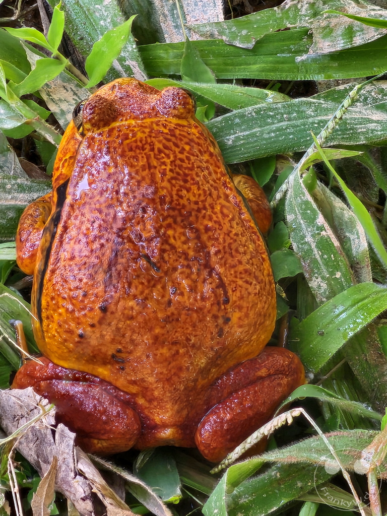 Madagaskar - Anjiro - Réserve Peyrieras - Reptilienpark - Rote Tomatenfrosch (Dyscophus antongilii)