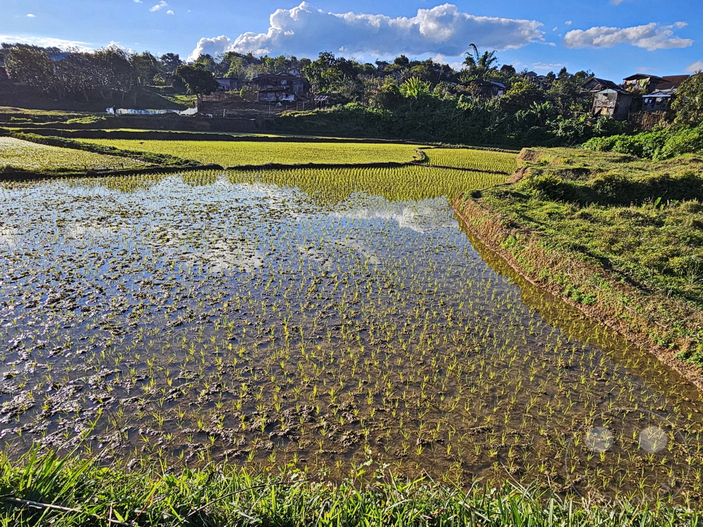 Madagaskar - Perinet - Streetlife - Reisfeld