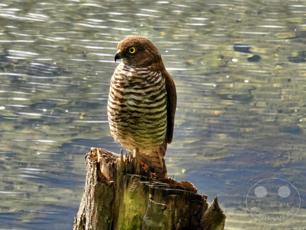 Madagaskar - Ampitabe-See am Pangalanes-Kanal - Toamasina - Madagaskar-Schlangenhabicht