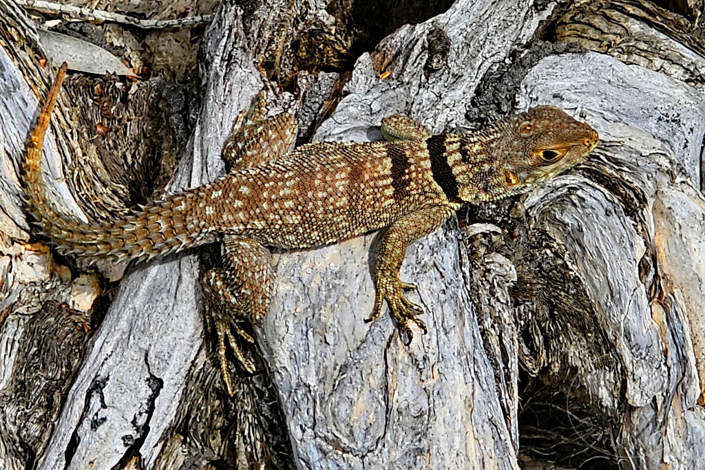 Madagaskar - Palmarium Reserve - Madagaskar-Stachelschwanzleguan
