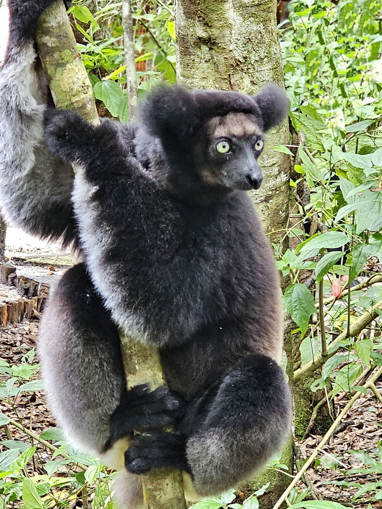 Madagaskar - Palmarium Reserve - Lemuren Indri Indri