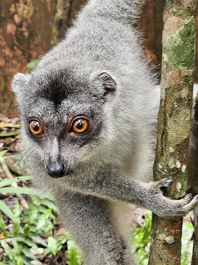 Madagaskar - Palmarium Reserve - Lemuren Kronenmaki