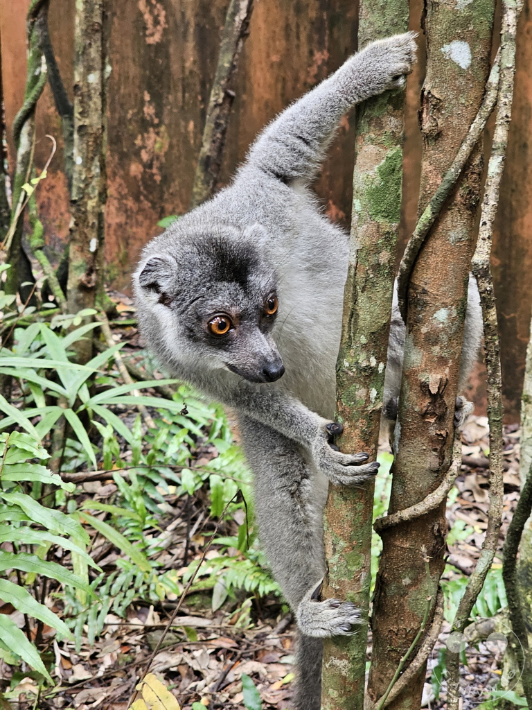 Madagaskar - Palmarium Reserve - Lemuren Kronenmaki