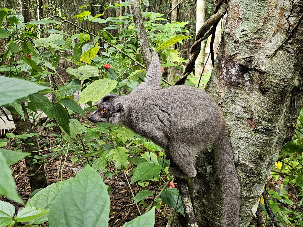Madagaskar - Palmarium Reserve - Lemuren Kronenmaki