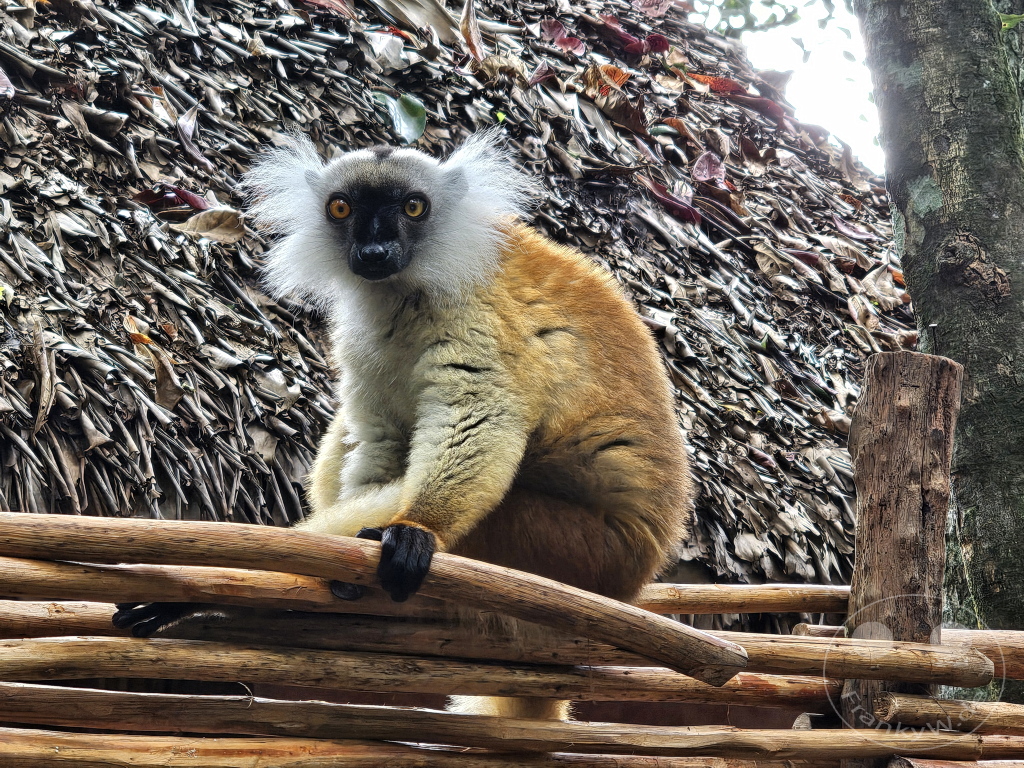Madagaskar - Palmarium Reserve - Lemuren Mohrenmaki (Eulemur macaco)